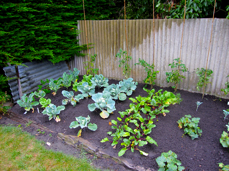 Veggie Garden