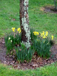 Daffodils