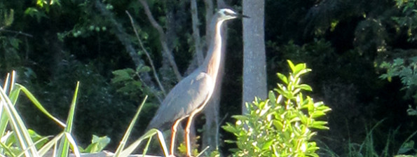 Heron