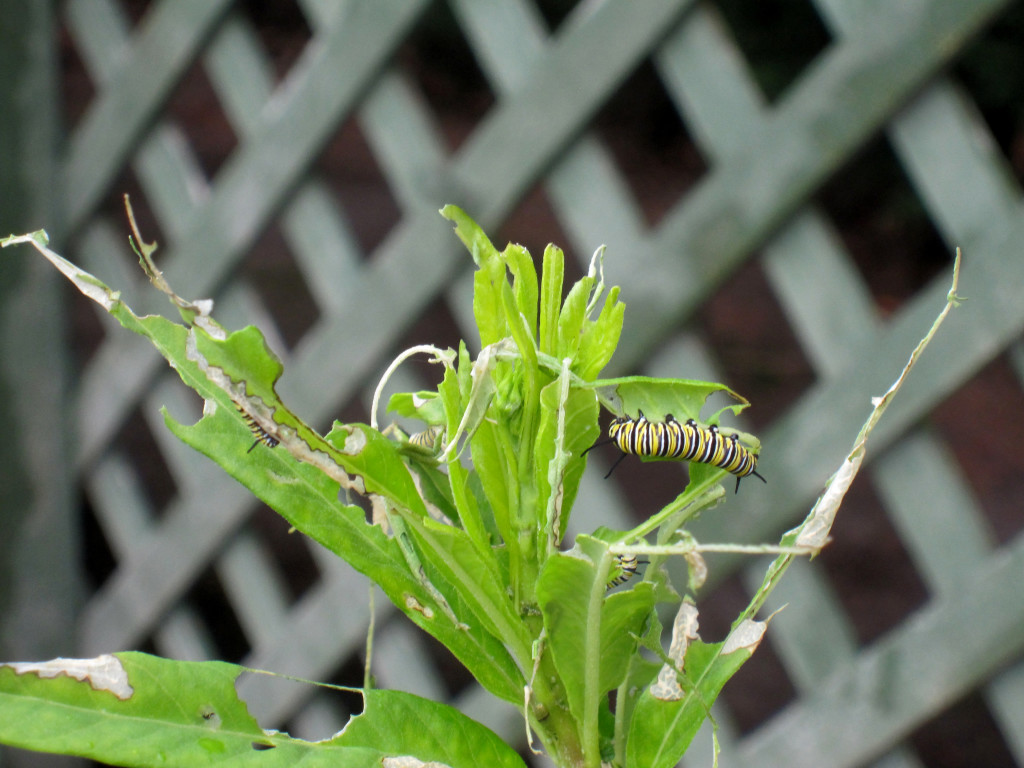 Monarch Caterpillar